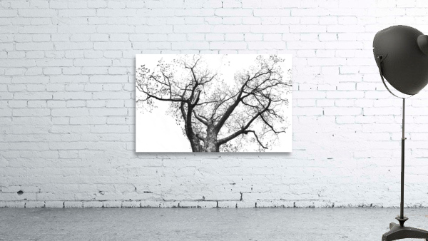 Looking Up - Branching Out - Oak Tree Abstract Wall Preview
