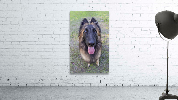 Fisheye Tervuren Portrait Wall Preview