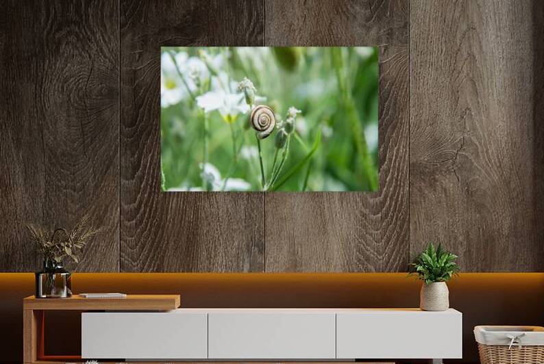 Snail in Spring Meadow   Minimal Nature Macro with Bokeh by GraffiTimi