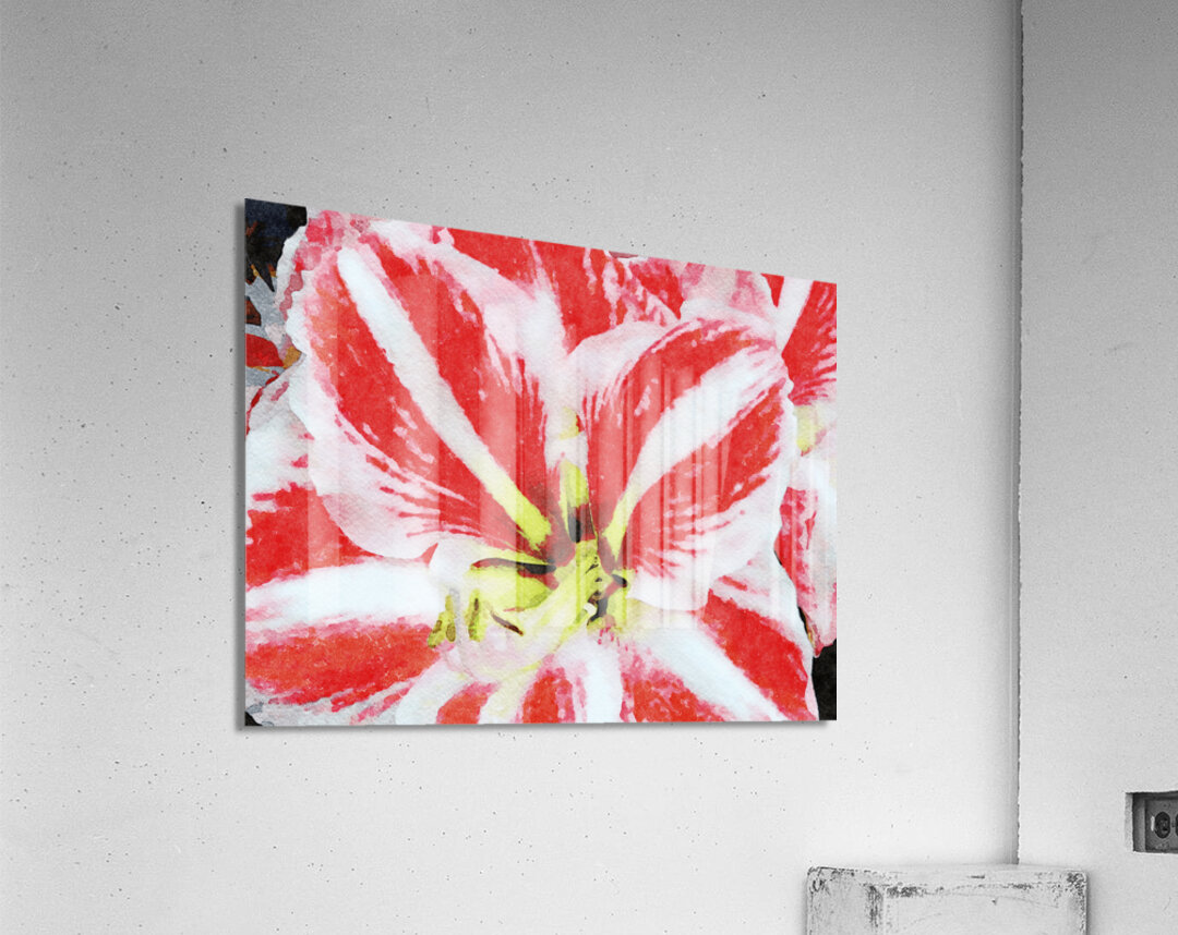 Red and White Amaryllis Bloom by Gestalt Imagery Wall Art