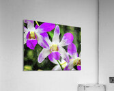 Vibrant watercolor painting of violet orchid blossoms Acrylic Print