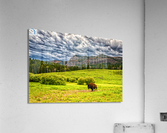 Bison in Yellowstone Acrylic Print