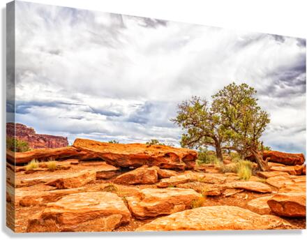  MG 2678 Edit Juniper Tree Capitol Reef Natio Canvas Print