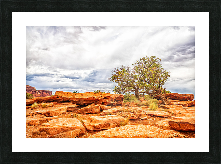  MG 2678 Edit Juniper Tree Capitol Reef Natio Picture Frame print