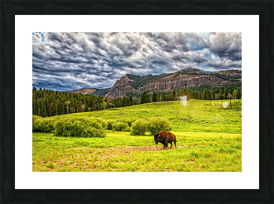 Bison in Yellowstone Picture Frame print