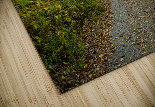  MG 4652 Edit1 Gestalt Imagery puzzle