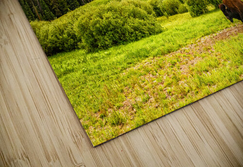 Bison in Yellowstone Gestalt Imagery puzzle