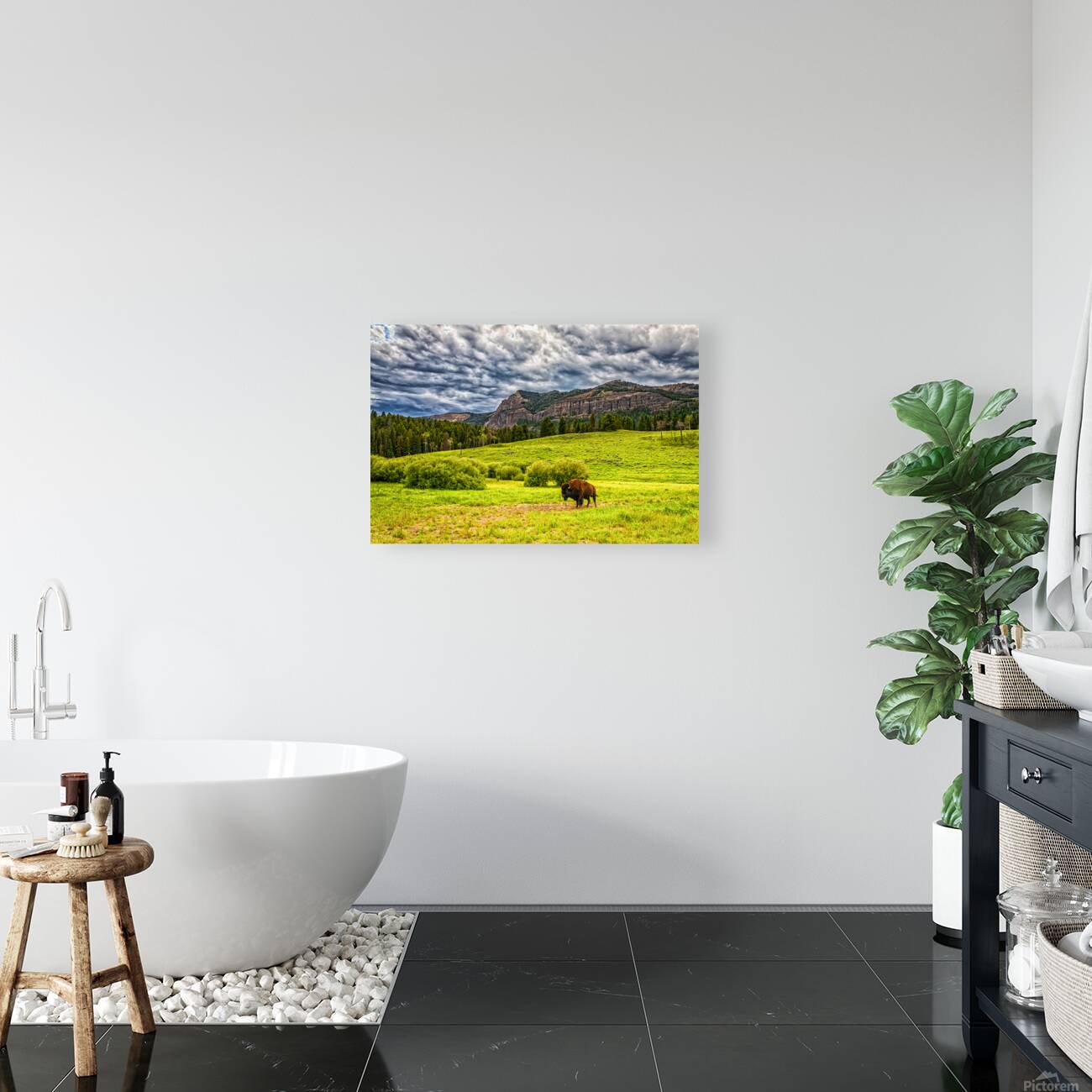 Bison in Yellowstone Reproduction