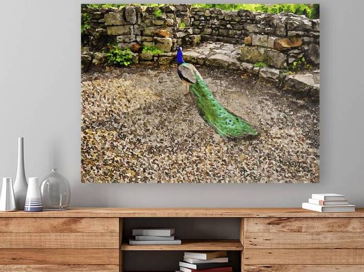 Beautiful peacock in a rustic stone courtyard setting by Gestalt Imagery