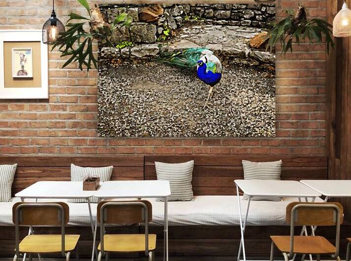 Vibrant peacock strolling near ancient stone wall by Gestalt Imagery