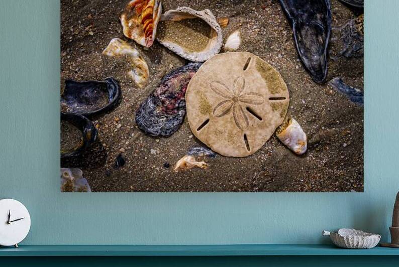 Collection of shells and a sand dollar on a sandy beach surface by Gestalt Imagery