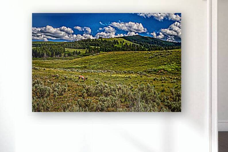  MG 0939 Edit Pronghorn in Yellowstone by Gestalt Imagery