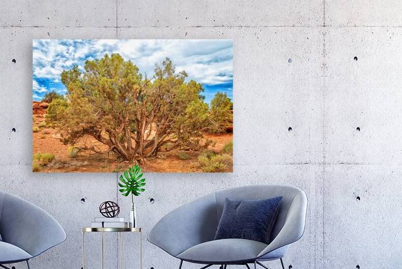 Juniper Tree Capitol Reef National Park Utah by Gestalt Imagery