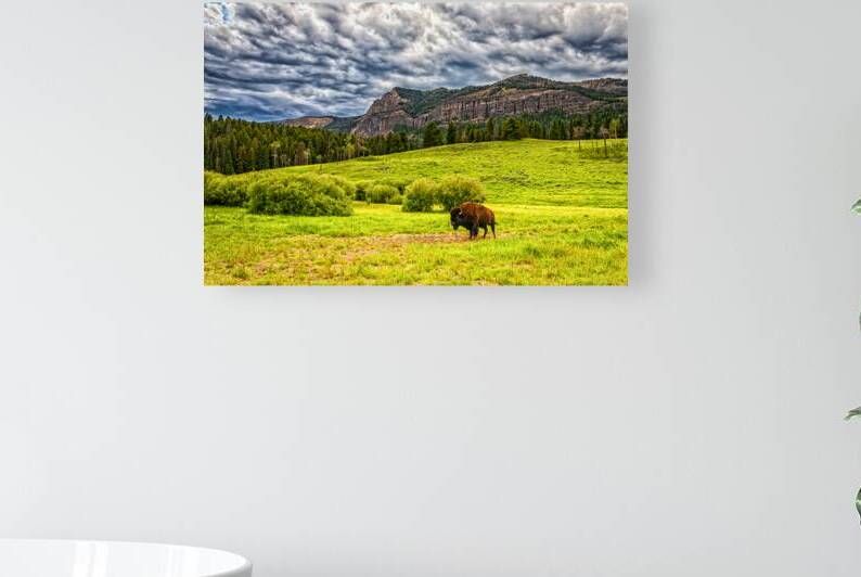 Bison in Yellowstone by Gestalt Imagery
