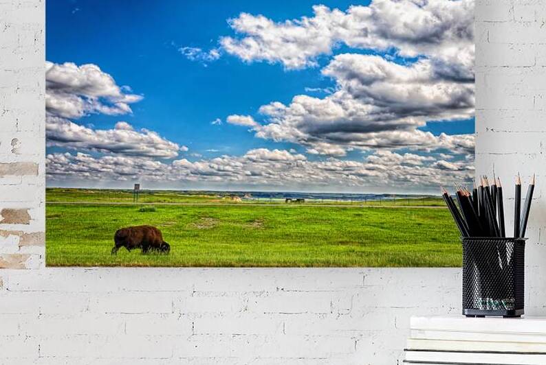 MG 4408 Edit American Bison Grazing in North by Gestalt Imagery