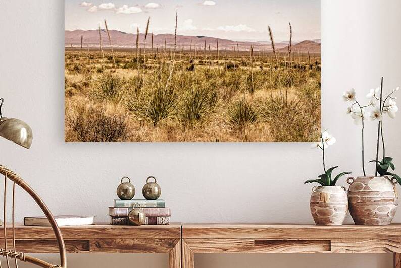Sotol in the Chihuahuan Desert by Gestalt Imagery