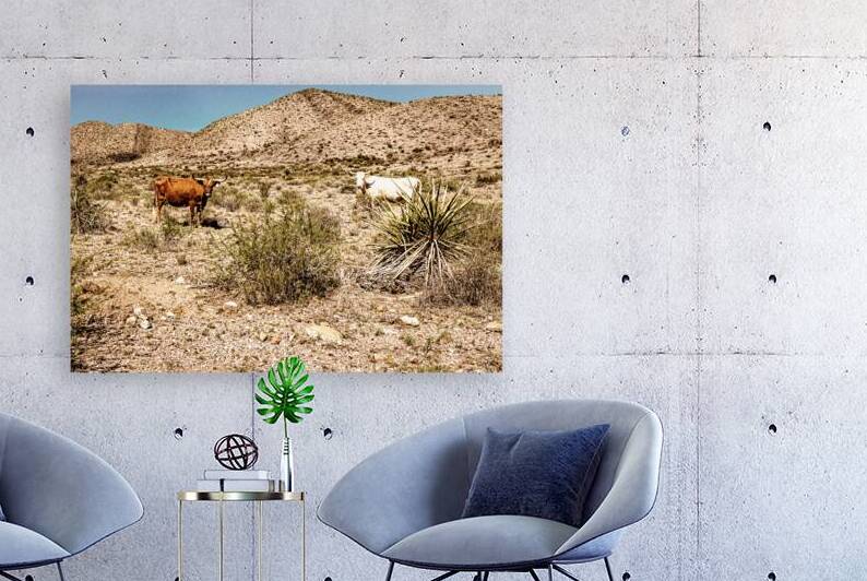 Criollo Cattle on the open range Texas by Gestalt Imagery