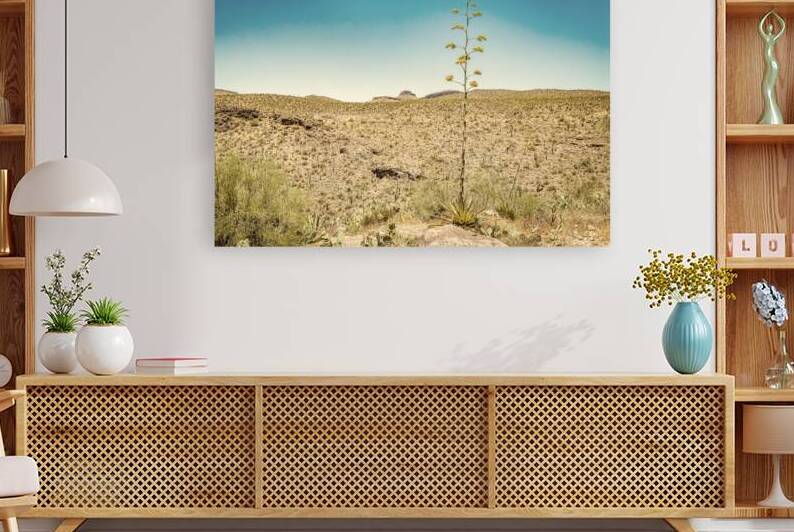 Century Plant in Arizona Desert by Gestalt Imagery