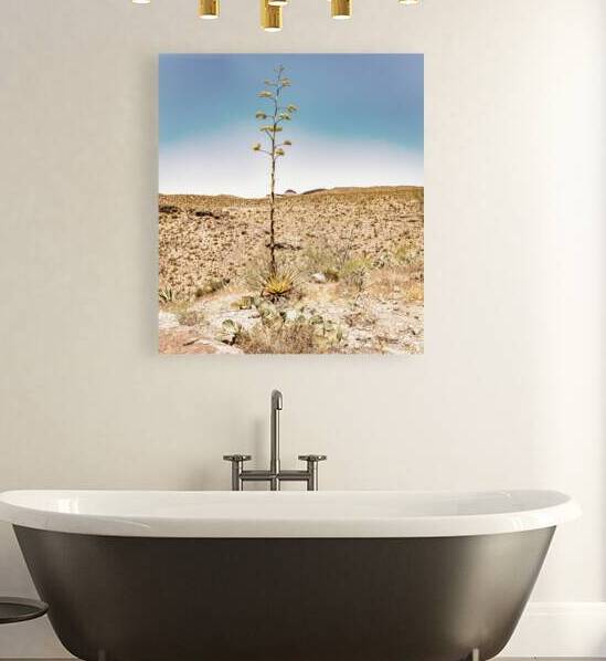 Century Plant in the desert of Arizona by Gestalt Imagery