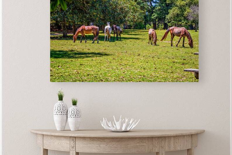 Wild Horses at Cumberland Island Georgia Coast by Gestalt Imagery