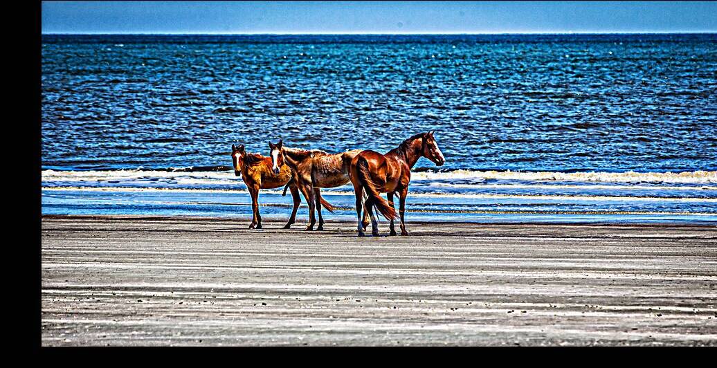 IMG 3364 Edit Wild Horses at Cumberland Islan by Gestalt Imagery