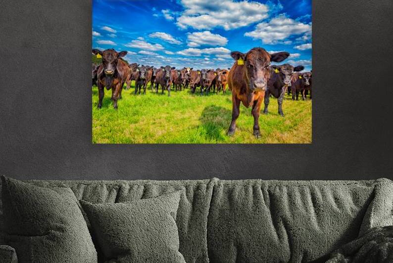 IMG 4384 Edit Cattle in a Pasture by Gestalt Imagery