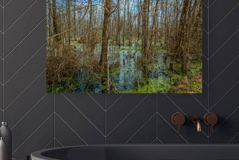 IMG 4302 Edit Swamp in Southeastern Georgia by Gestalt Imagery