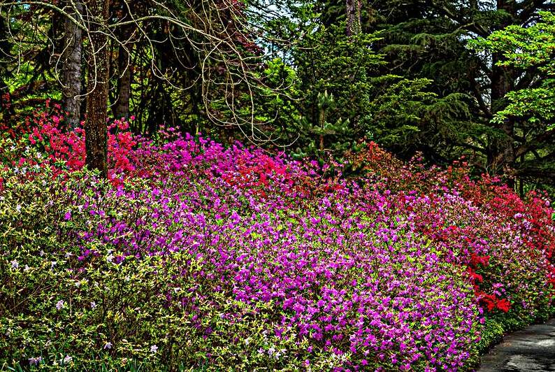 IMG 4153 Edit Biltmore Estate Gardens and Gro by Gestalt Imagery