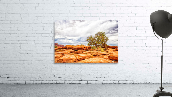 MG 2678 Edit Juniper Tree Capitol Reef Natio Wall Preview