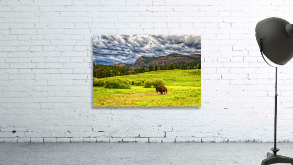 Bison in Yellowstone Wall Preview