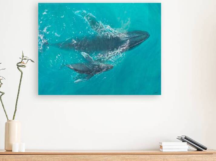 Aquatic Harmony | Print Reproduction