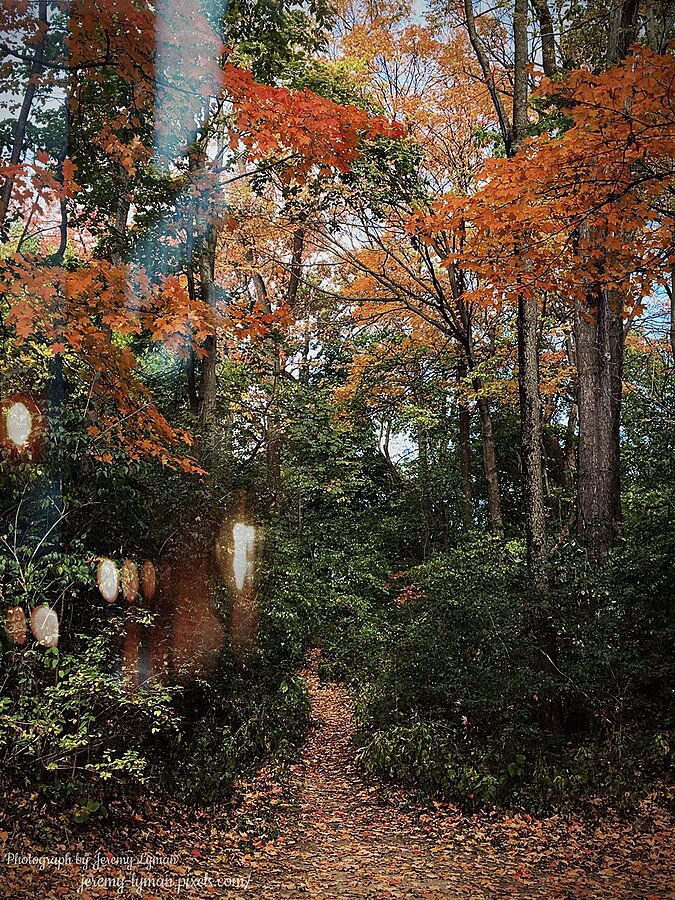 Hidden Trail in Autumn Leaves Picture Frame print