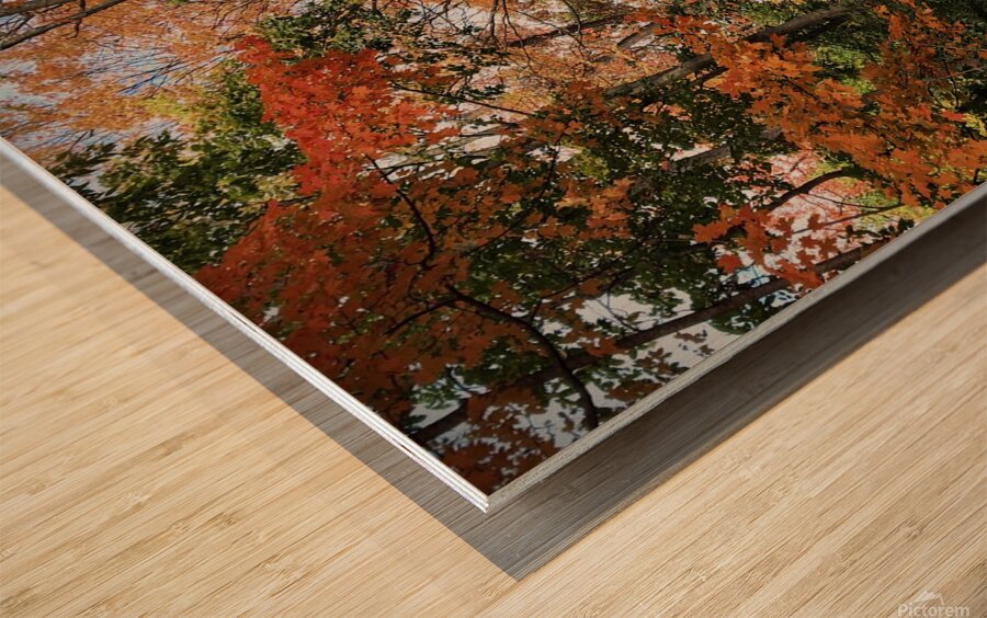 Hidden Trail in Autumn Leaves Wood print