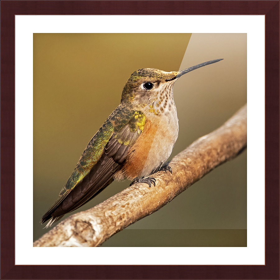 Broad-tailed Hummingbird Picture Frame print