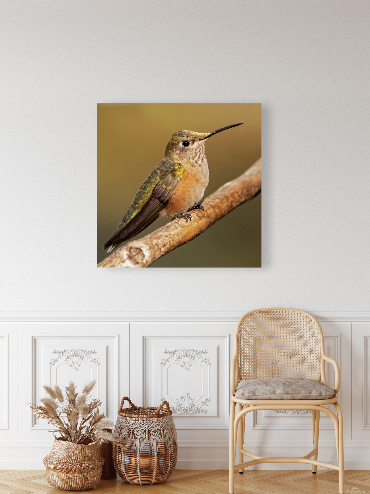 Broad-tailed Hummingbird Reproduction