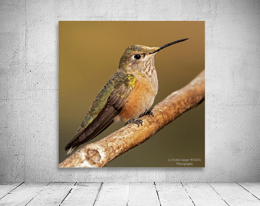 Broad-tailed Hummingbird Wall Preview