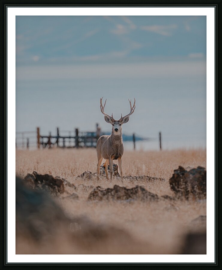 Antelope Island Buck Picture Frame print