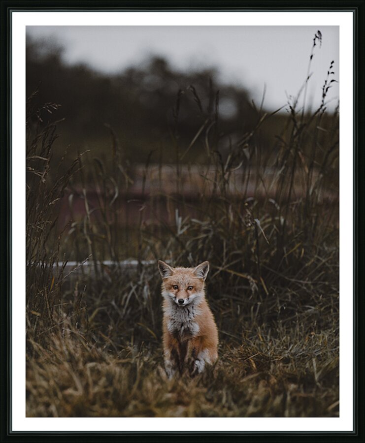 Baby Fox Picture Frame print