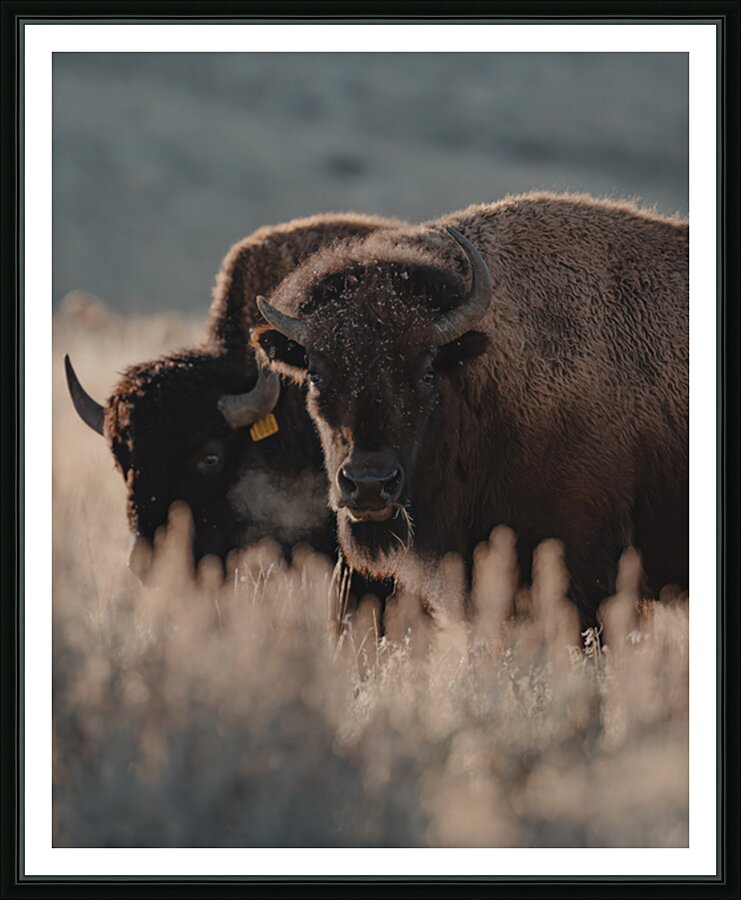 Bison Stare Picture Frame print