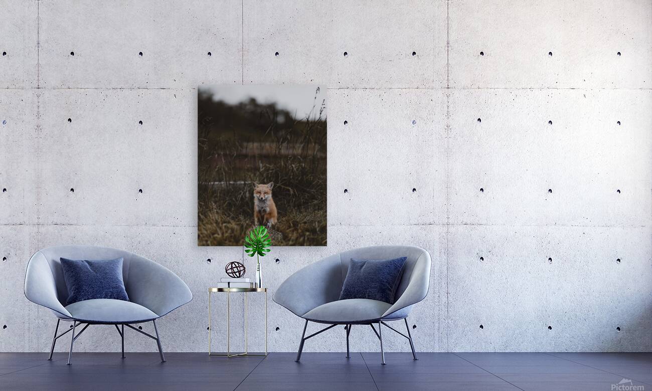 Baby Fox Reproduction