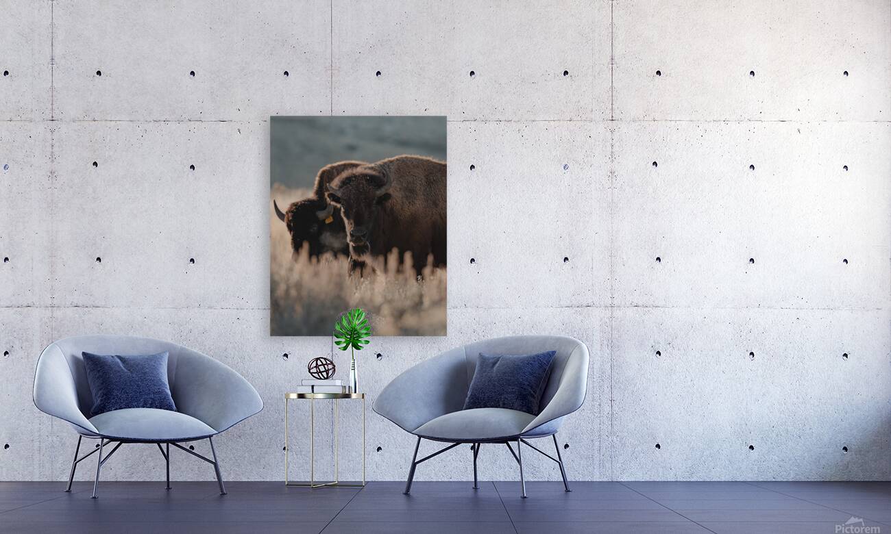 Bison Stare Reproduction