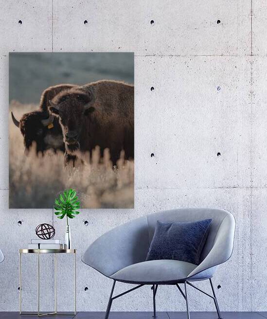 Bison Stare Reproduction