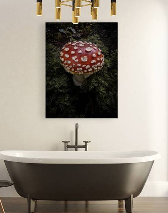 Mushroom Reproduction
