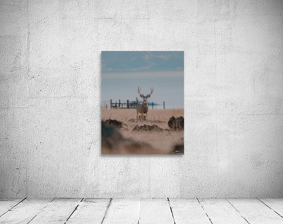 Antelope Island Buck Wall Preview