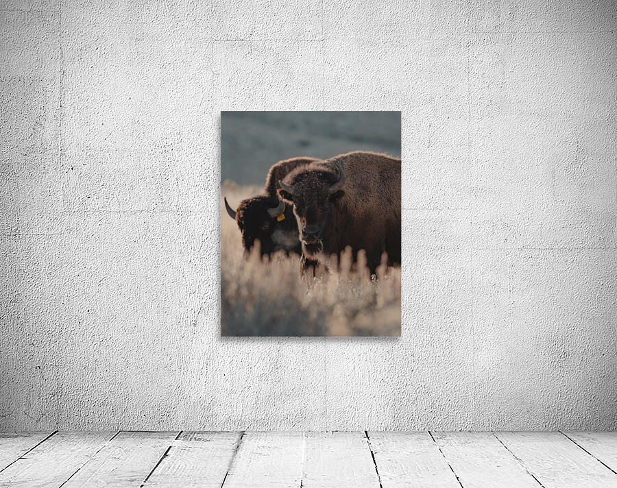 Bison Stare Wall Preview