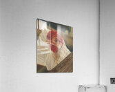 Nellie Acrylic Print