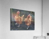 Line Dance Acrylic Print
