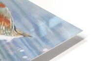 Phalaropes Pursuit HD Metal print