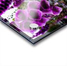 Foxgloves Acrylic print