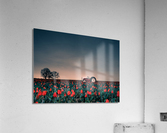 Tractors & Tulips Acrylic Print